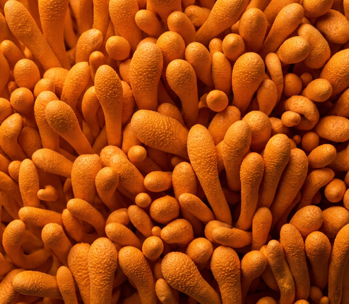 Cordyceps Militaris Real
